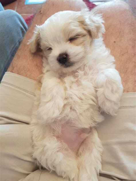 1582 best r/maltese images on Pholder | Is this a purebred Maltese pup?