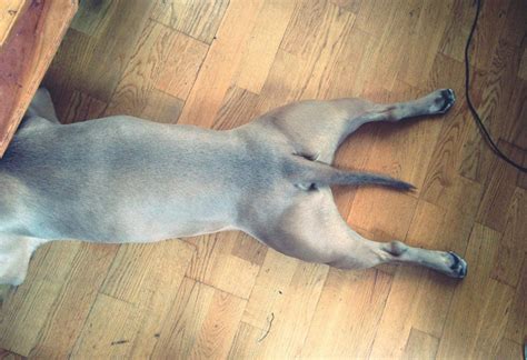 What A Dog's Tail Is Telling You - DogTime