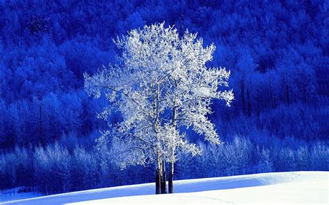 Winter Trees Wallpapers - Wallpaper Cave