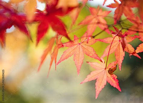 colorful autumn background  copy space fall wallpaper red