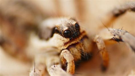 No Fear Shakespeare: The Tempest PDF | Modern Translation & Analysis