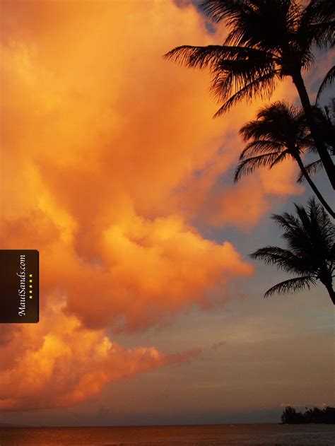 Anonib Hawaii: A Paradise Under Threat? Image 12