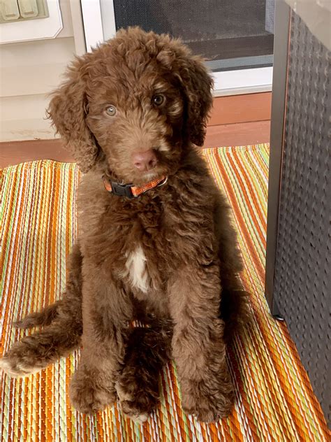 9 week old chocolate labradoodle puppy – Artofit