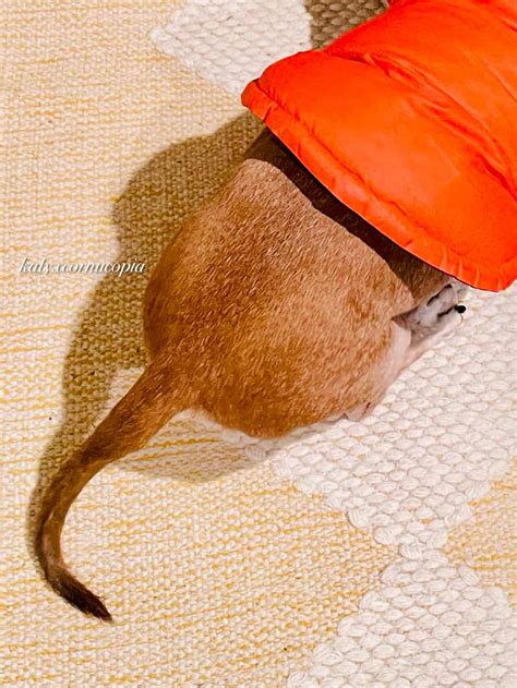 Kalyxcornucopia: hiney hiney ho :)