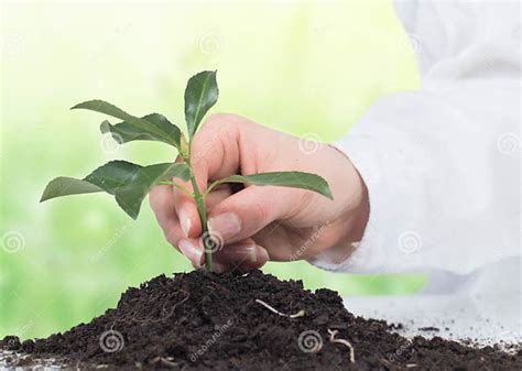 Da Sustentação A Planta
