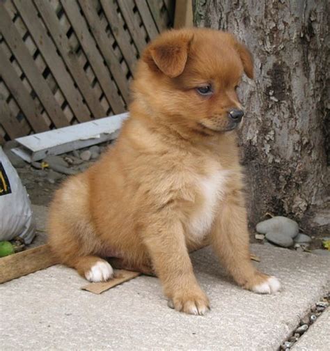 Chihuahua X Toy Poodle Puppies For Sale - ToyWalls