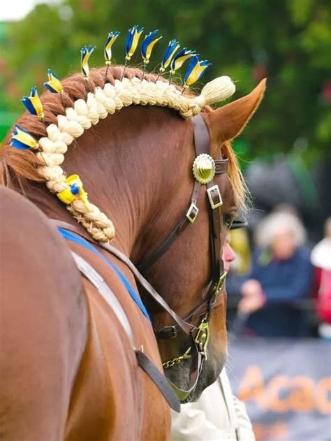 13 Smartest Horse Mane Braiding Ideas – HairstyleCamp