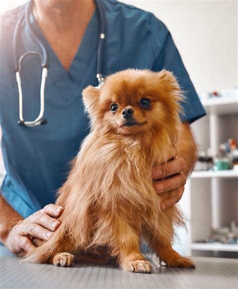 Pet Wellness Exams In Fort Collins, CO 80525 | The Pet Wellness Clinic