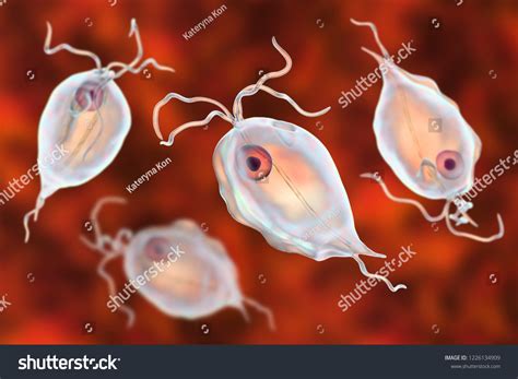 Trichomonas Hominis Cyst