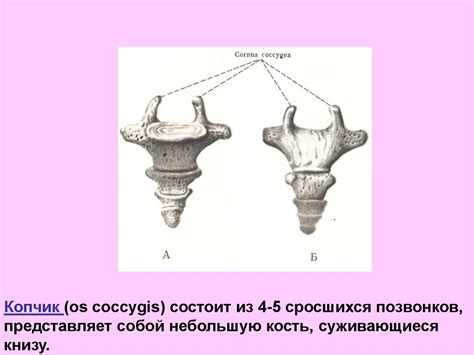Анатомия и физиология женских половых органов - презентация онлайн