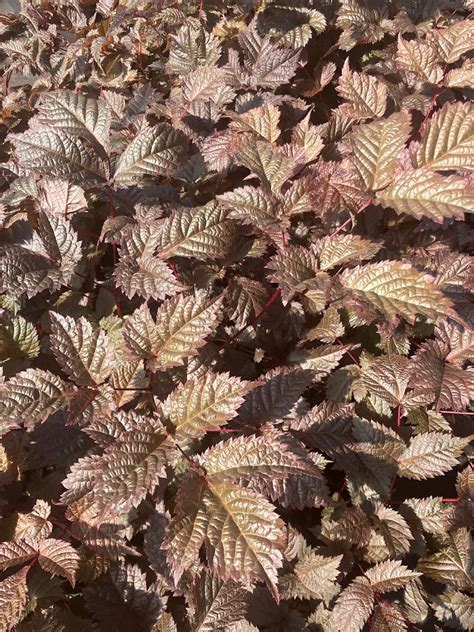 Astilbe thunbergii 'Chocolate Shogun' – Garden Treasures Nursery