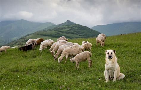 Meet the Anatolian Shepherd: The Perfect Homestead Guardian