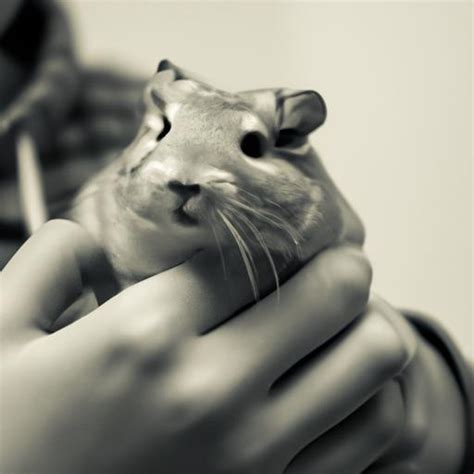 Gerbil Pet: The Perfect Companion for Small Living Spaces