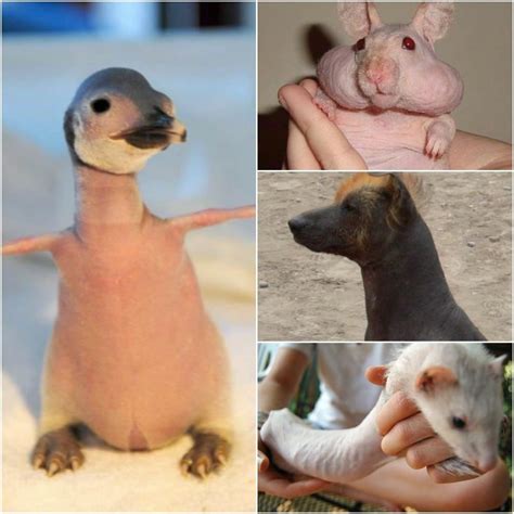 bald animals   barely  identified   hair animals