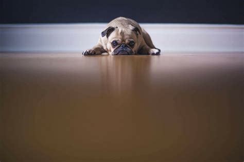 Dogs With Down Syndrome: 3 Clear Ways To Care For Dog