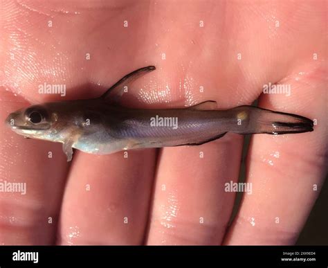Channel Catfish (Ictalurus punctatus) Actinopterygii Stock Photo - Alamy