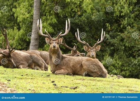 Two Deer Stags Fighting With Antlers Royalty-Free Stock Image ...