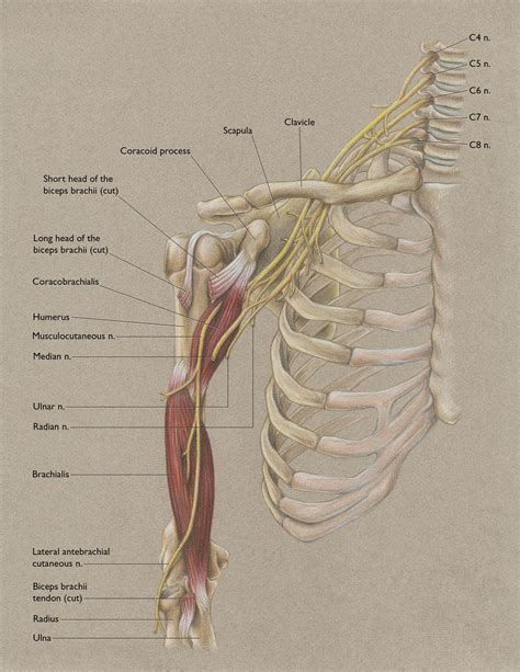 Anterior Shoulder and Musculocutaneous Nerve | Human muscle anatomy