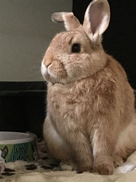 Pet Rabbit Pictures
