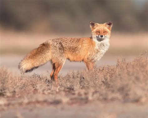 Лисиця звичайна - факти, дієта, ареал і фотографії на Animalia.bio