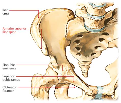 anterior superior iliac spine earths lab
