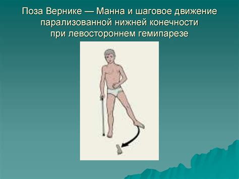 Двигательная система - презентация онлайн
