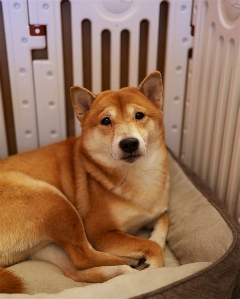 Shiba Dog Pet - Free photo on Pixabay