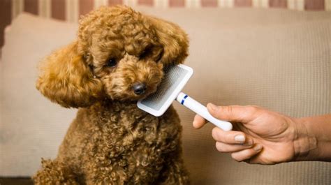 how to groom a poodle dog