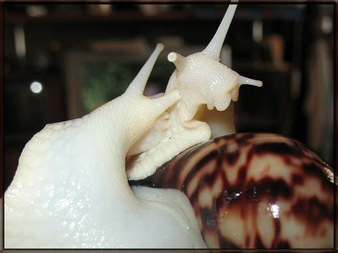 achatina fulica 12 by Tatanik on DeviantArt