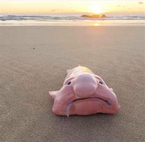 blobfish   deep sea fish   family psychrolutidae