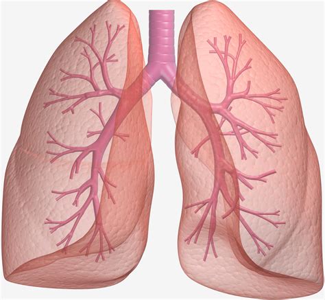 Large-Scale Genetic Study Sheds Light on Lung Cancer | National ...