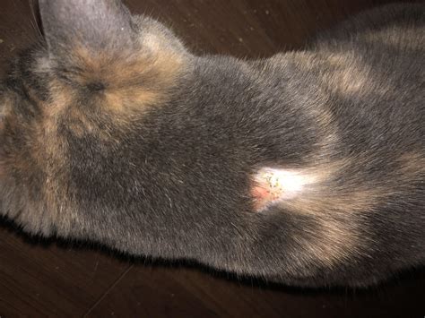 Why Does My Cat Have Bald Spots And Scabs at Elliott Wilson blog