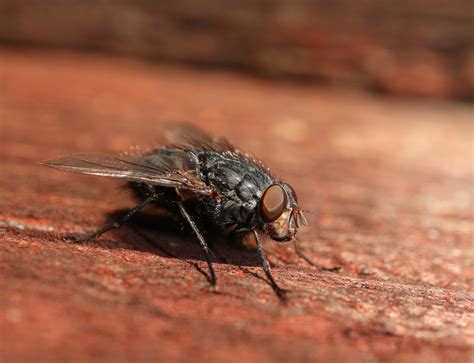 Fly Pest Control Perth | Sherlock Termite & Pest Control