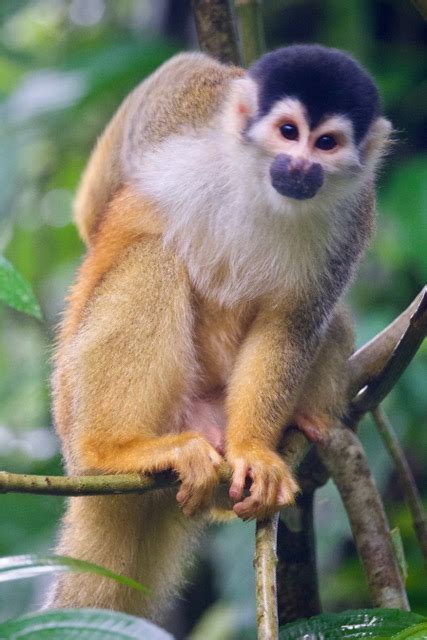squirrel monkey wikipedia