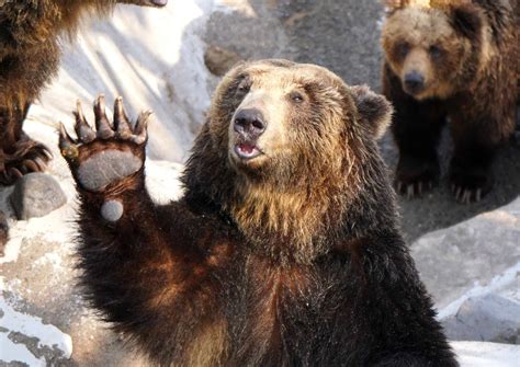 Discover the Incredible World of Bears: 10 Fascinating Facts - A-Z Animals