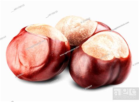 isolated Chestnut, Stock Photo, Picture And Royalty Free Image. Pic ...