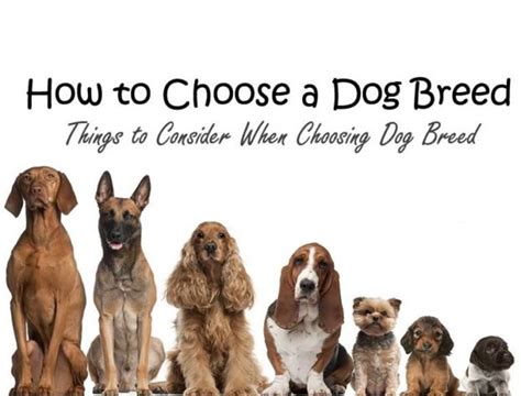 choose  dog breed making