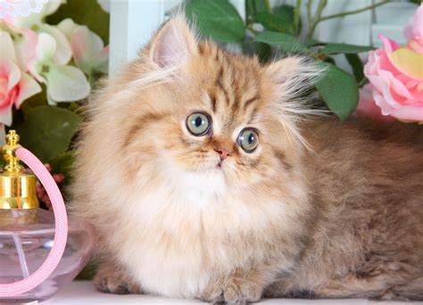 Teacup Persian Kitten InformationUltra Rare Persian Kittens For Sale