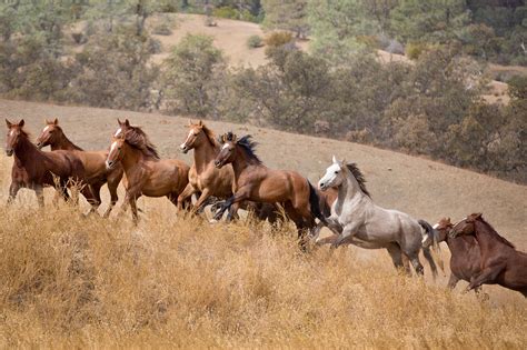 MONTGOMERY CREEK RANCH (2000 acre wild horse sanctuary) IS HAVING AN ...