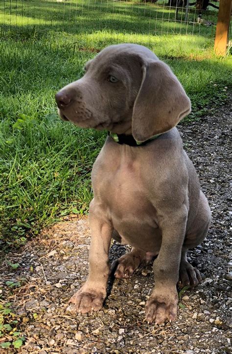 Weimaraner Hair Color
