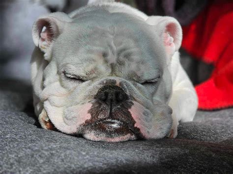 Bear Bulldog in his fav position : r/Bulldogs