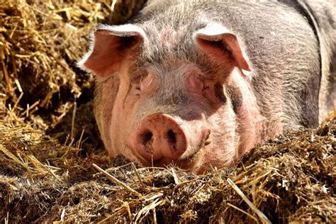 O Que Significa Suíno - Como devo alimentar os suínos?