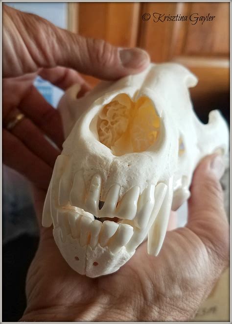 The Message of the Wolves - Rewilding