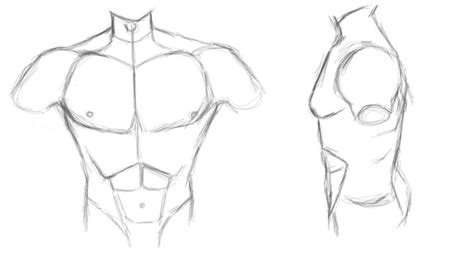 male torso study front  side  mad munchkin  deviantart