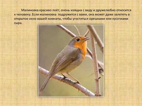 Малиновка-Зарянка - презентация онлайн
