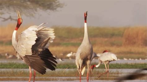 okhla bird sanctuary ticket price timings  time  visit