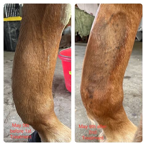 Equine Therapy PR - This horse is being treated with #Piezowave2 ESWT