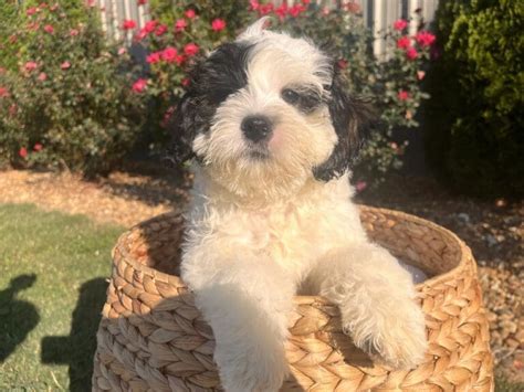 Dogs & Puppies For Sale - Georgia Dog Club