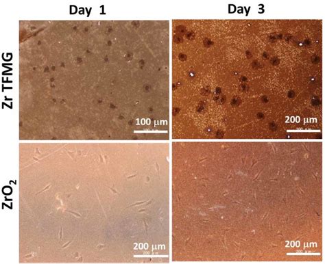 Proliferation of cells cultured on specimens (optical images and ... 