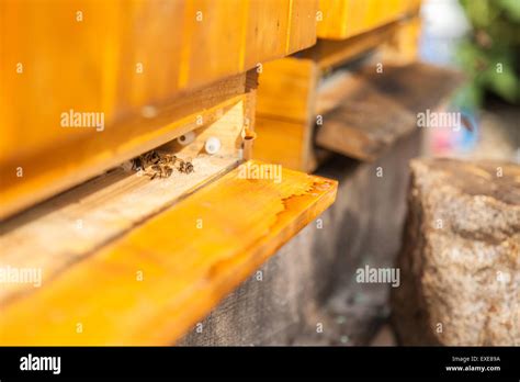 Beehive pattern hi-res stock photography and images - Alamy